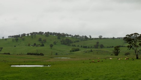 orange-windsor-7-copia