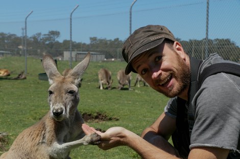 new-castle_koala-canguri-4-copia