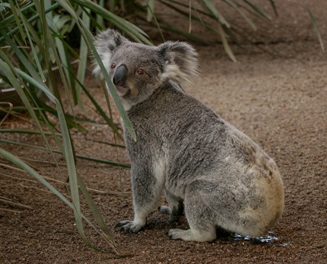 new-castle_koala-canguri-8-copia