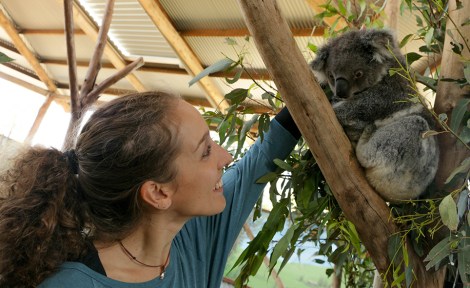 new-castle_koala-canguri-9-copia