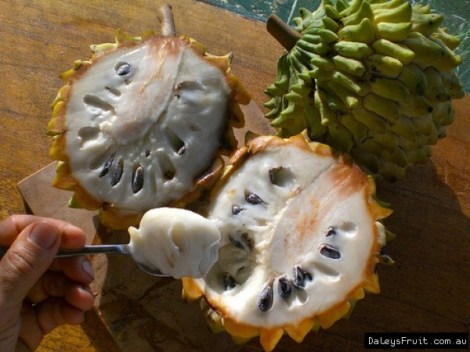 rollinia-brazilian-custard-apple-3954