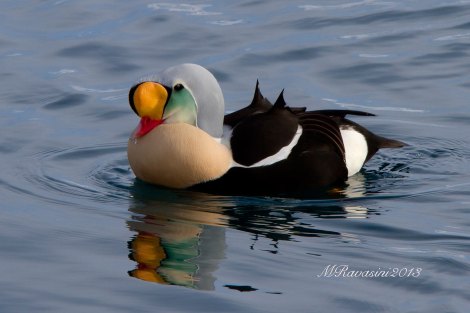 re-degli-edredoni-IMG_4904