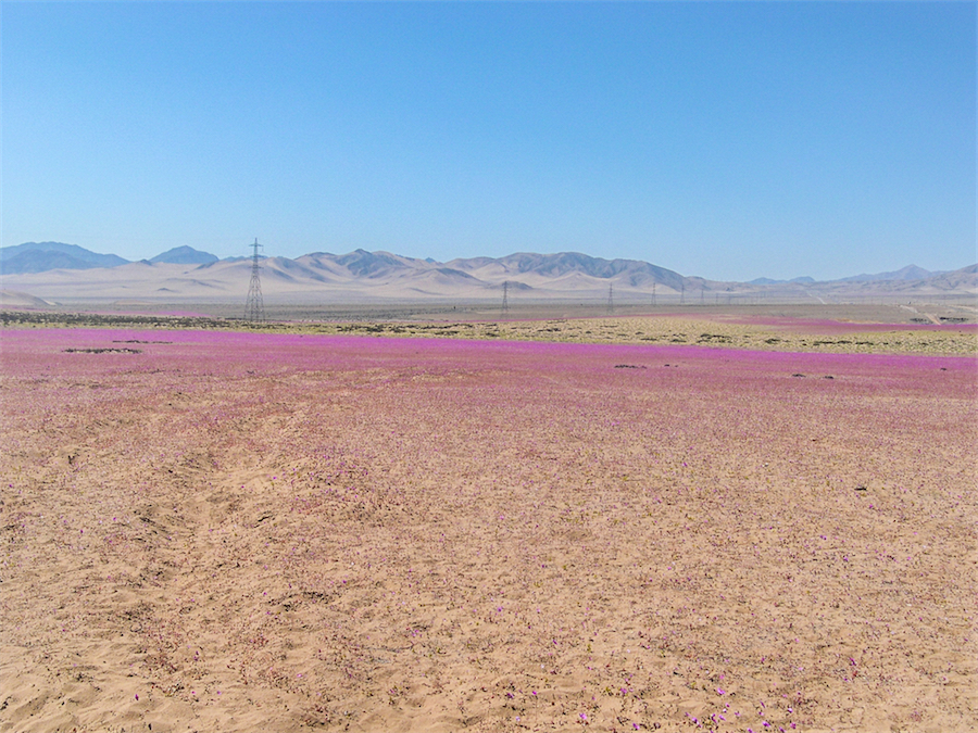 rose di atacama