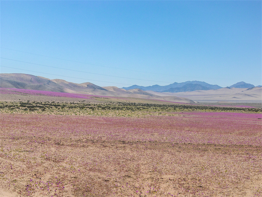 rose di atacama