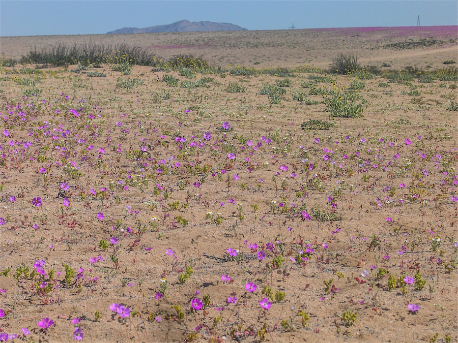 rose di atacama