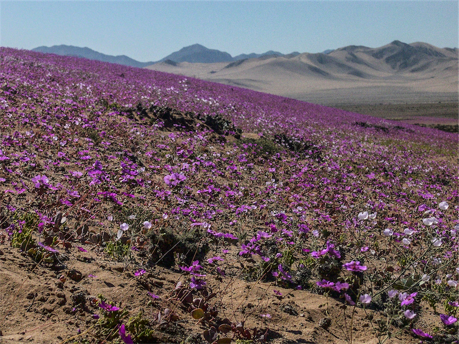 rose di atacama