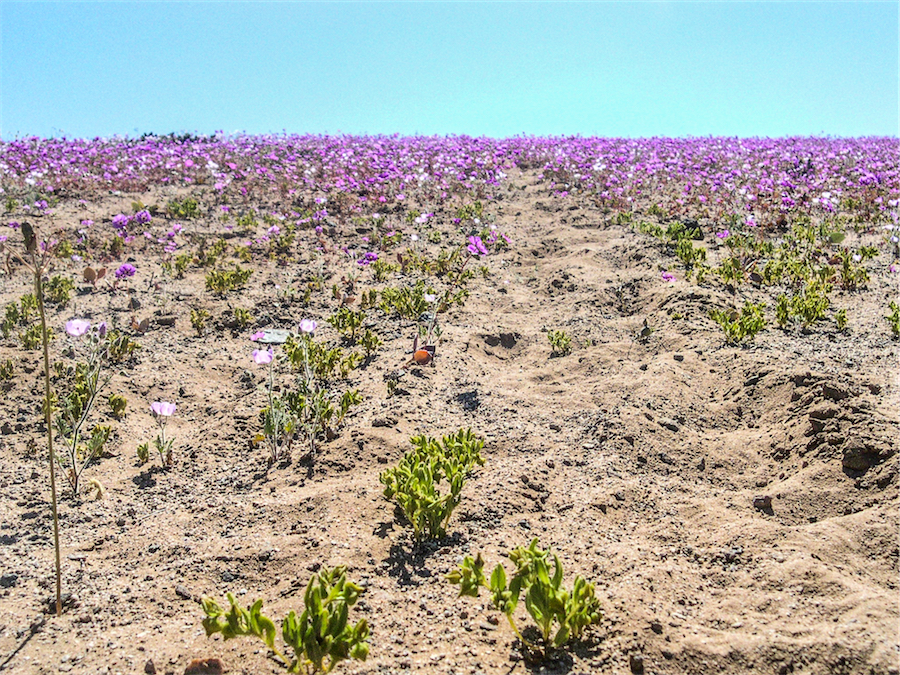 rose di atacama