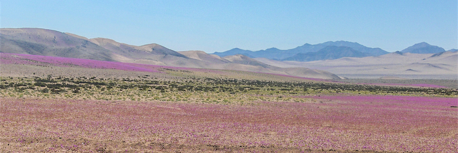 rose di atacama