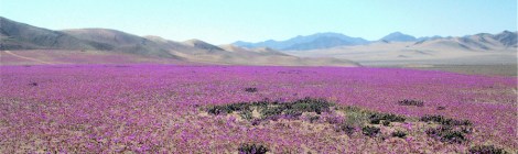 rose di atacama
