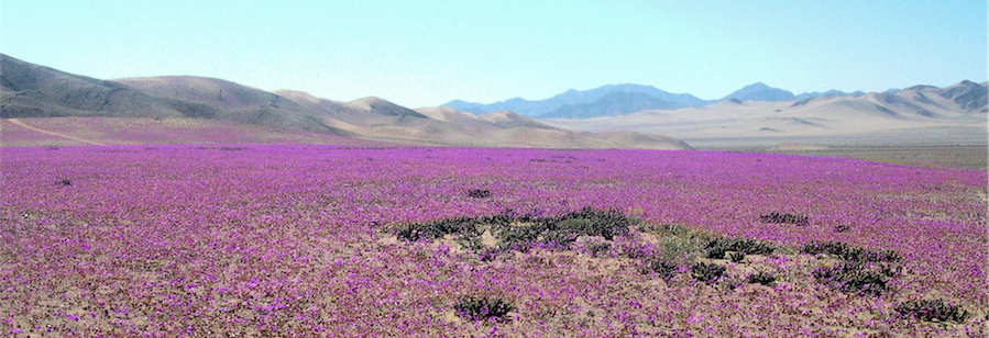 rose di atacama