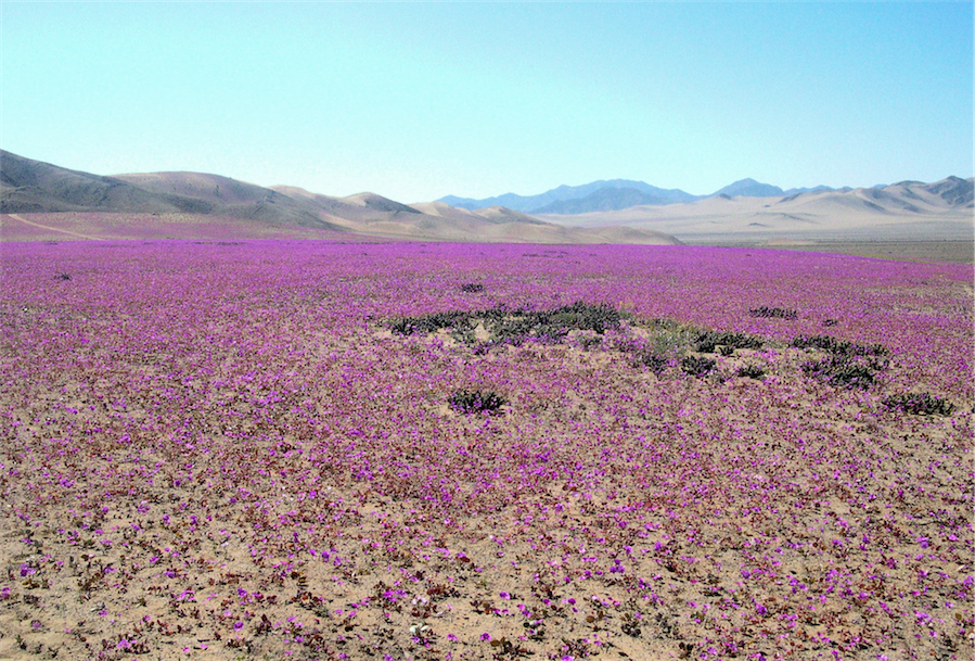 rose di atacama