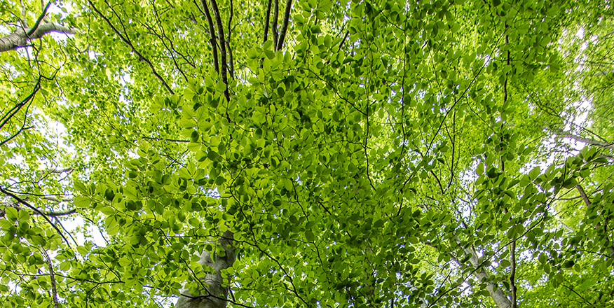 cascate del dardagna