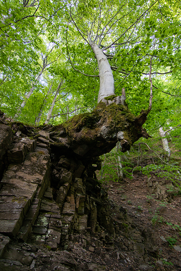 cascate del dardagna