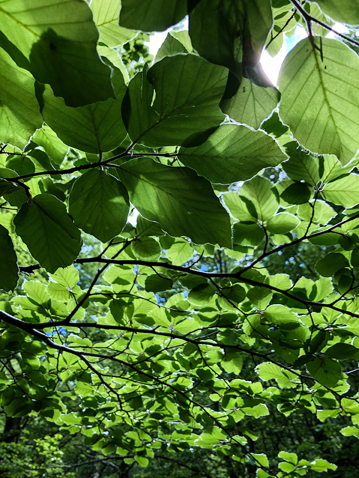 cascate del dardagna