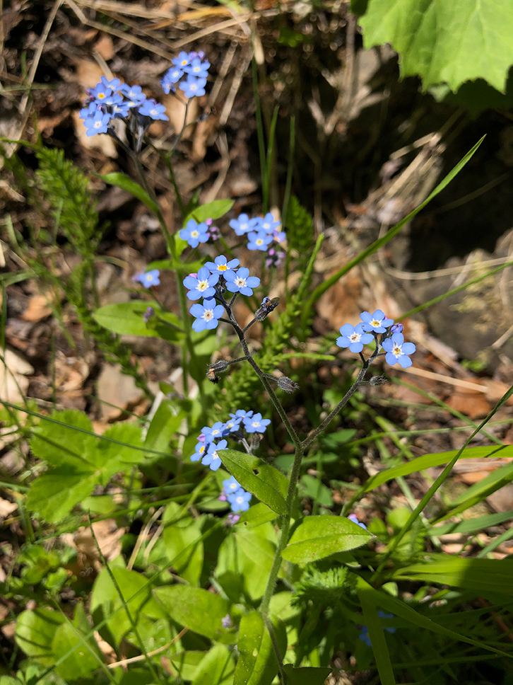 cascate del dardagna