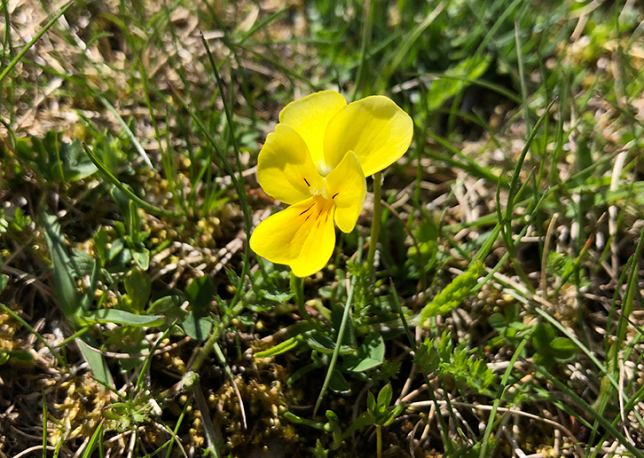 parco del corno alle scale