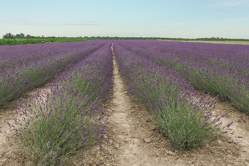 campi di lavanda in Italia 