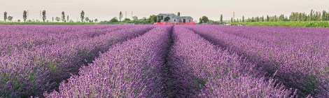 campi di lavanda in italia