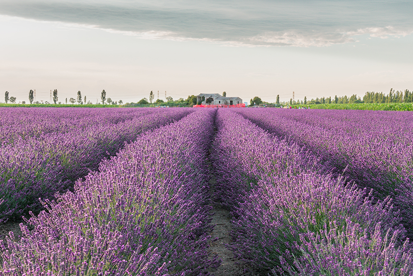 campi di lavanda in italia