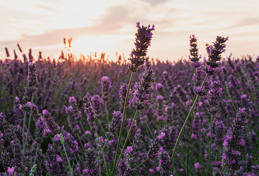 campi di lavanda in italia