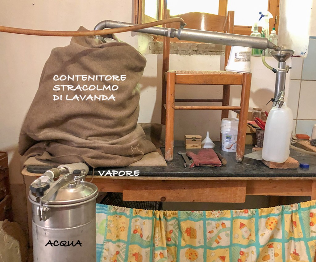 campi di lavanda in italia 