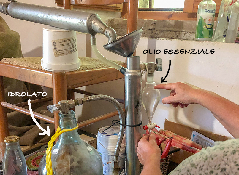 campi di lavanda in italia