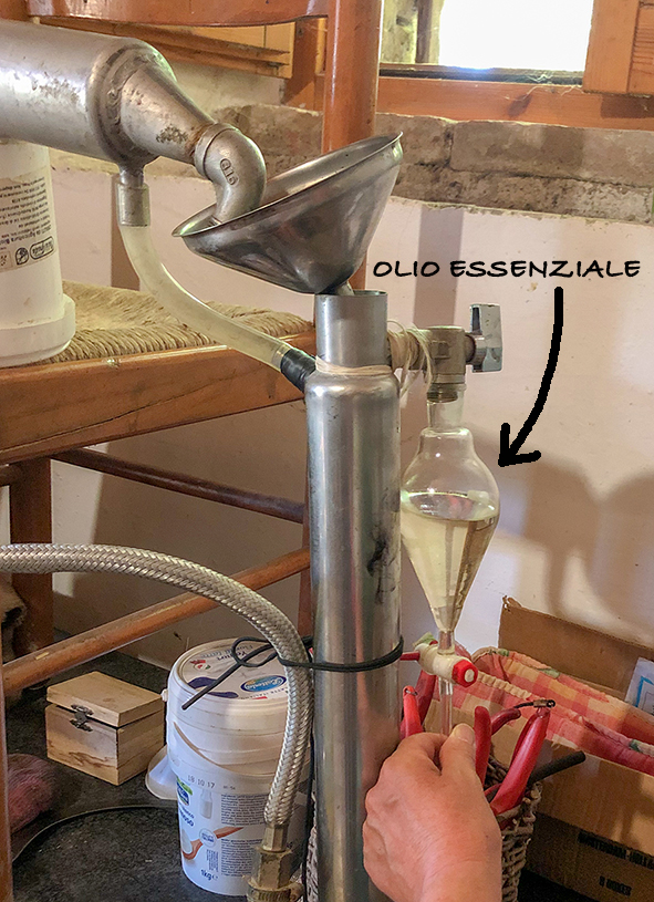 campi di lavanda in italia