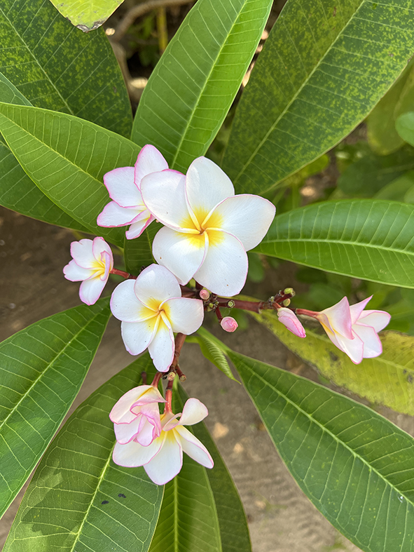 sri lanka itinerario