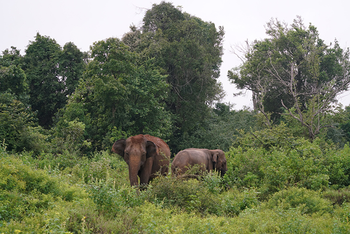 sri lanka itinerario