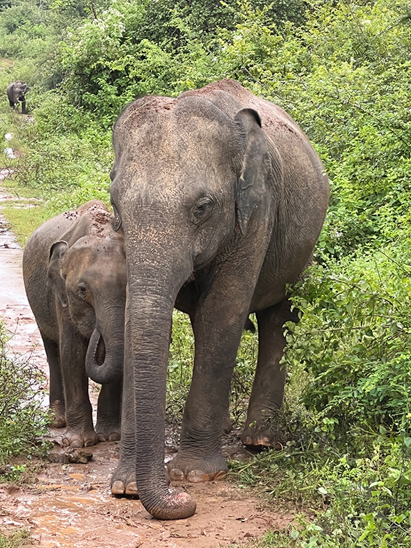 sri lanka itinerario