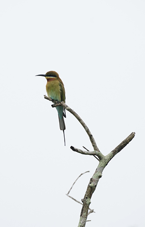 sri lanka itinerario