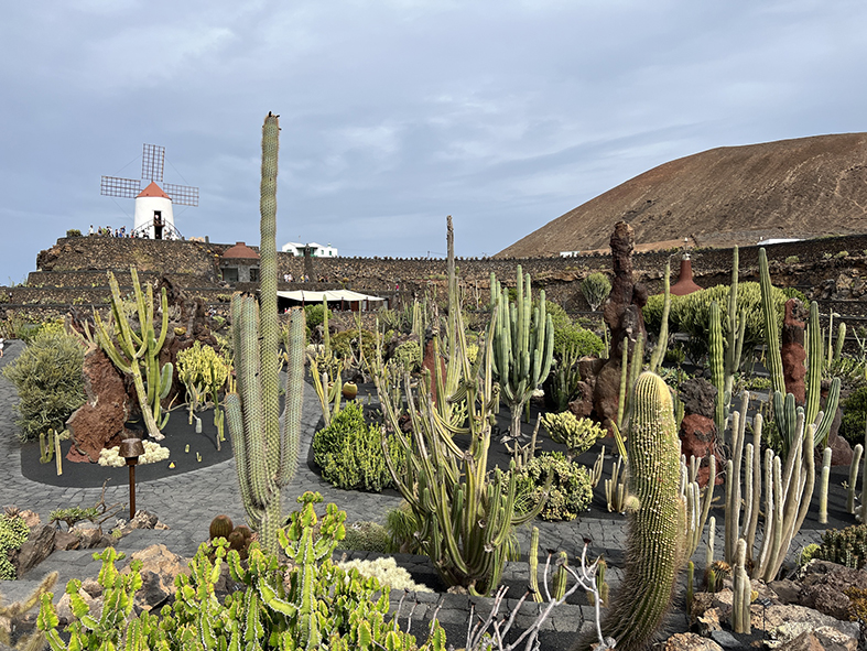 Lanzarote cactus